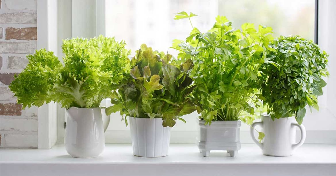 9 Simple Steps To Create A Small Indoor Garden In Your Home